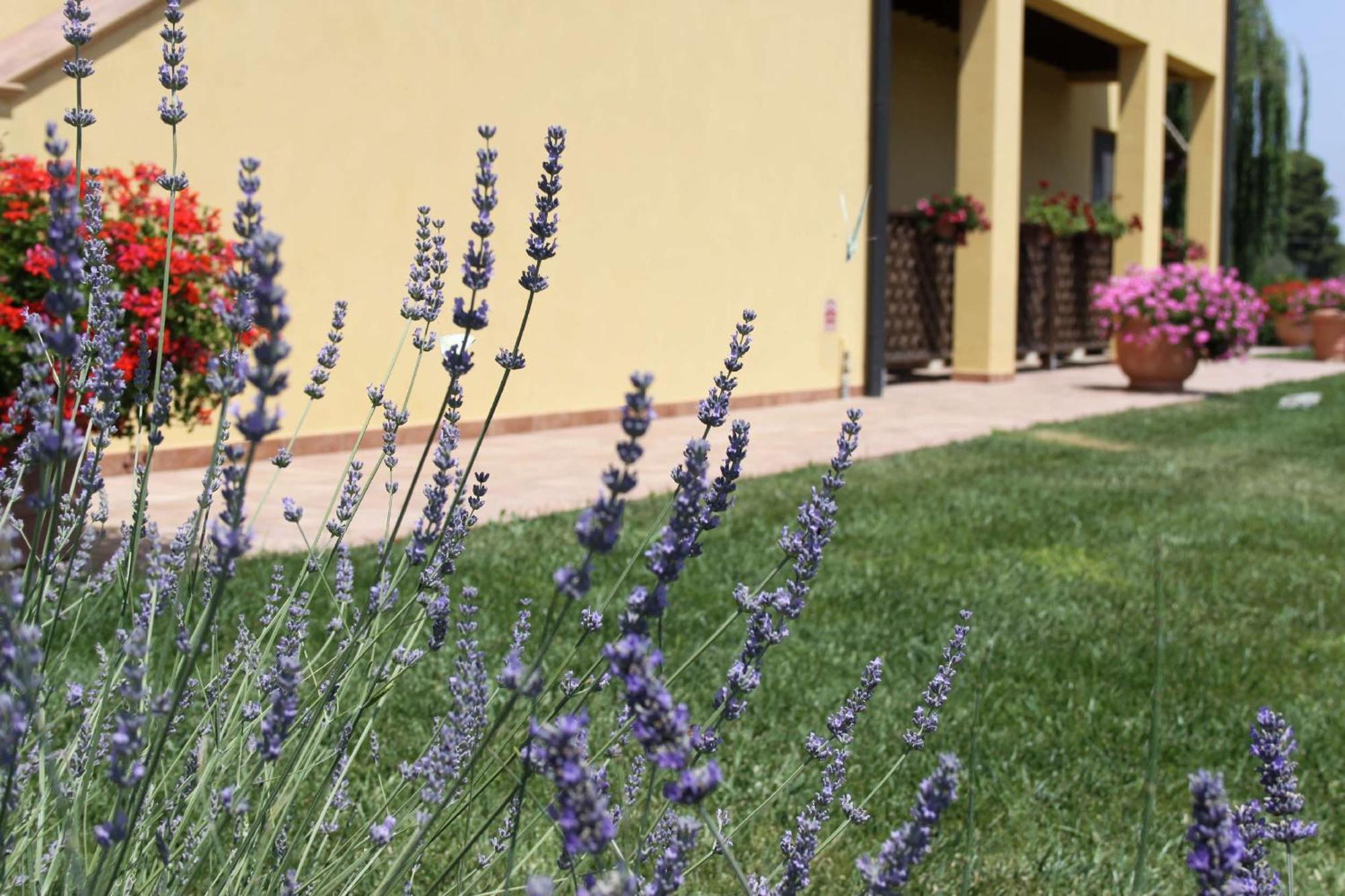 الشقق الفندقية كامبيليا ماريتيمافي  Podere Tre Cipressi المظهر الخارجي الصورة